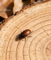  树桩上的甲虫特写素材2799#竖屏 	 