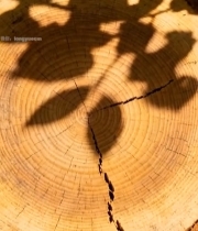  树桩年轮特写2664#竖屏 	 