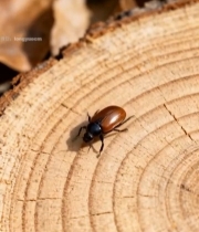  树桩上的甲虫特写素材2799#竖屏 	 