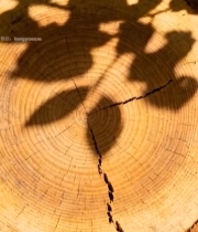  树桩年轮特写2664#竖屏 	 