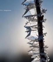  树枝上的霜花特写7086#竖屏 	 