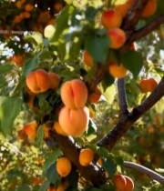  树枝上成熟的杏子6309#竖屏 	 