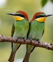  树枝上的两只蓝喉蜂虎2329#竖屏 	 