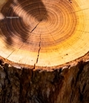  树桩横截面特写(6)7236#竖屏 	 