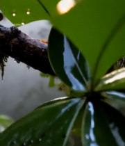  树枝上的绿色青蛙特写2831#竖屏 	 