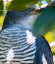  树枝上的野生鸟类特写2397#竖屏 	 