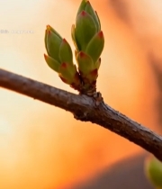  树枝上的嫩绿新芽特写2589#竖屏 	 