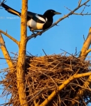  树枝上喜鹊俯身巢穴画面7610#竖屏 	 