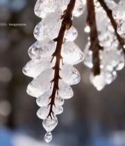  树枝上晶莹剔透的冰挂1156#竖屏 	 
