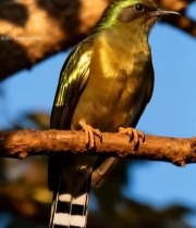  树枝上栖息的鸟类特写1163#竖屏 	 