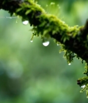  树枝上的苔藓与水珠特写572#竖屏 	 