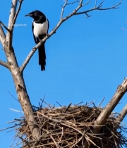  树枝上的喜鹊与鸟巢7798#竖屏 	 