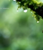  树枝上的苔藓与水珠特写572#竖屏 	 