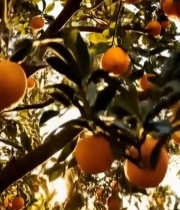  树上成熟的橙子特写279#竖屏 	 