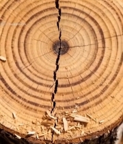  树干横截面微距特写(3)3143#竖屏 	 