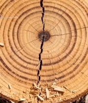  树干横截面微距特写(3)3143#竖屏 	 