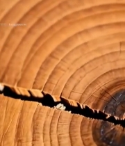  树干年轮微距特写(1)4418#竖屏 	 