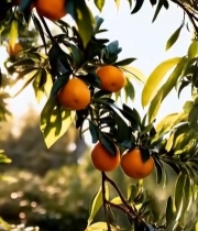  树上成熟橙子特写6825#竖屏 	 