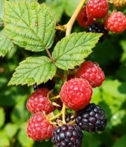  树莓果实特写477#竖屏 	 