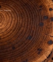  树干横截面微距特写109#竖屏 	 