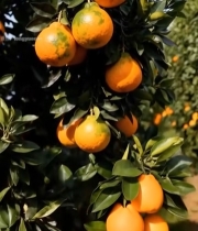  树上挂着的新鲜橘子5838#竖屏 	 