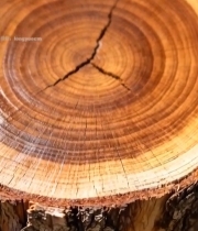  树木年轮特写1924#竖屏 	 