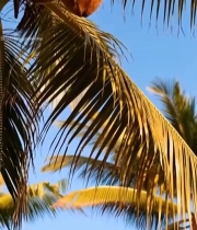  树上成熟椰子特写1305#竖屏 	 