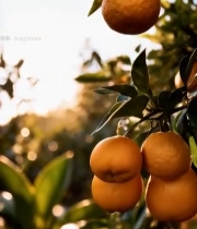  树上成熟的橙子特写(2)7525#竖屏 	 