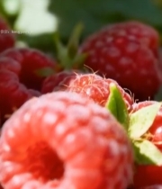  树莓微距特写素材4166#竖屏 	 