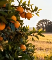  树上成熟橙子近景4800#竖屏 	 