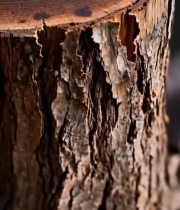  树干横截面微距特写(1)1314#竖屏 	 