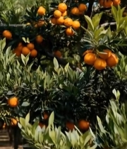  树上成熟的橘子果实特写6243#竖屏 	 