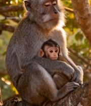  树上猕猴母子依偎3485#竖屏 	 