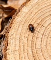  树干上爬行的昆虫特写2875#竖屏 	 