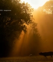  树林间阳光穿透晨雾景象1411#竖屏 	 