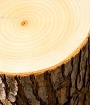  树木年轮特写素材(1)3842#竖屏 	 