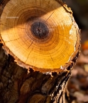  树干横截面特写()(1)5694#竖屏 	 