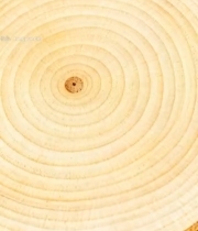  树干横截面年轮特写(2)4303#竖屏 	 