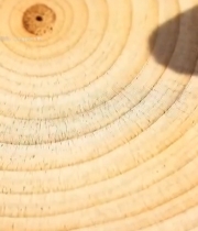  树干横截面特写素材(1)5363#竖屏 	 