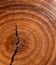  树干横截面年轮特写(3)7705#竖屏 	 