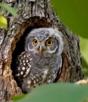  树洞中猫头鹰特写2030#竖屏 	 