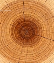  树干横截面特写(1)274#竖屏 	 