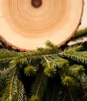  树干横截面特写(17)7625#竖屏 	 