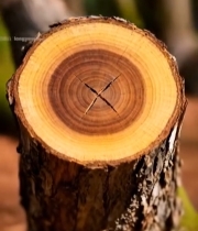  树干横截面特写(10)3355#竖屏 	 