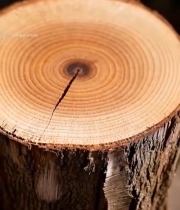  树干横截面特写241#竖屏 	 