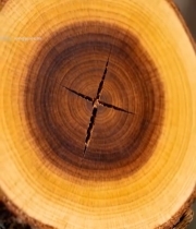  树干横截面微距画面6334#竖屏 	 