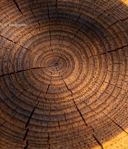  树干横截面特写素材5049#竖屏 	 