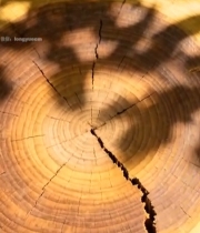  树干横截面特写()5628#竖屏 	 