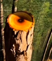  树干横截面特写(12)5798#竖屏 	 