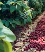  手捧树莓田园采摘素材6868#竖屏 	 